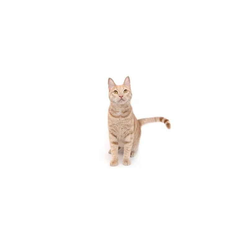 A young small-sized male Buff / Tan / Fawn Domestic Short Hair cat named Ferb for adoption in Playa Vista, CA