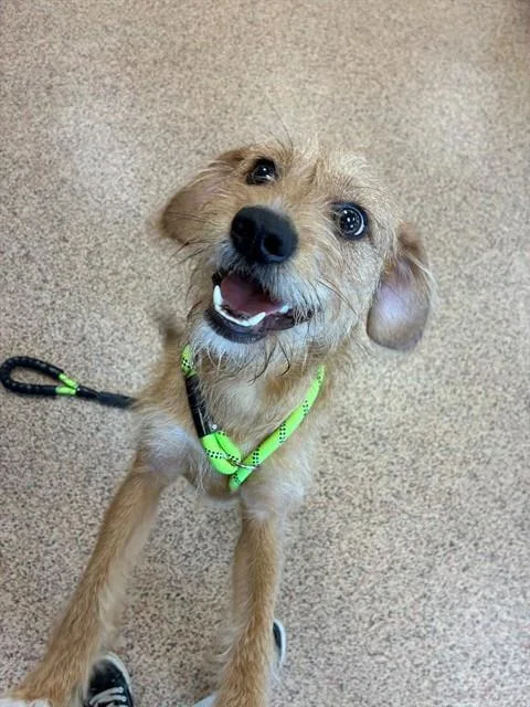 A young medium-sized male Norfolk Terrier dog named Egg Roll for adoption in Springfield, MA