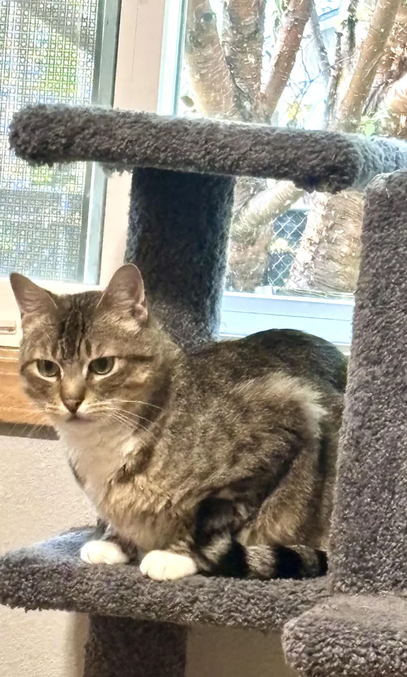 An adult large-sized male Domestic Short Hair cat named Chips for adoption in Wasilla, AK