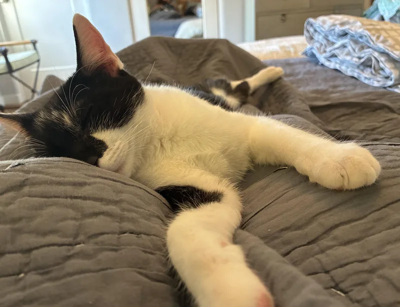 A baby medium-sized male Black Domestic Short Hair cat named Baby Boy for adoption in Emeryville, CA