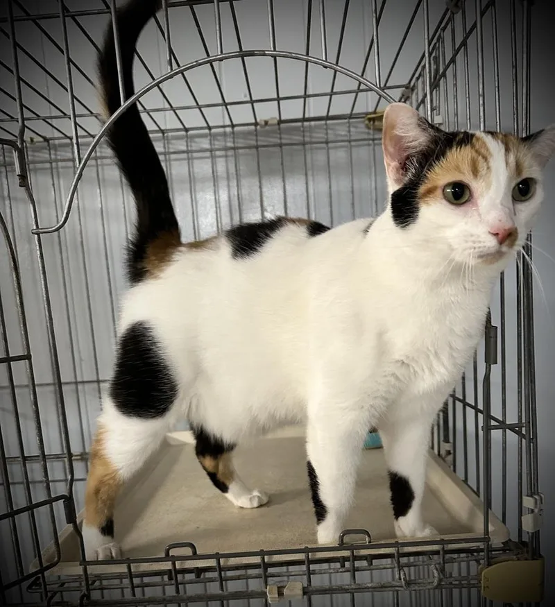 A young medium-sized female Black & White / Tuxedo Domestic Short Hair cat named Tubi for adoption in Richmond, IN