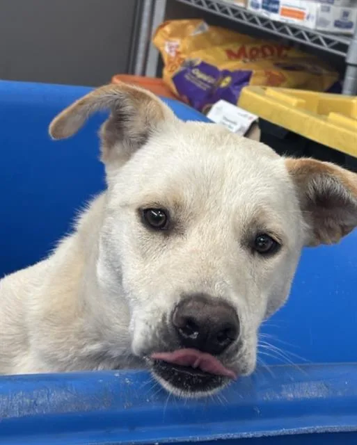 A young large-sized female Mixed Breed dog named Riley for adoption in Dallas, TX