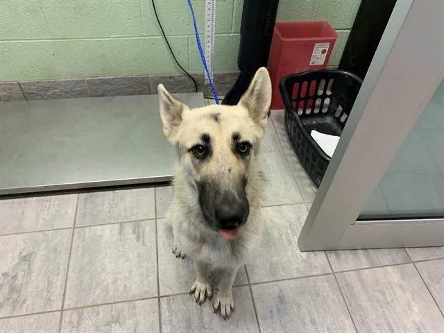 A young large-sized female German Shepherd Dog dog named Lola for adoption in Grand Prairie, TX