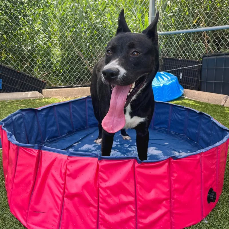 An adult large-sized male Black Mixed Breed dog named Ziggy for adoption in Galveston, TX