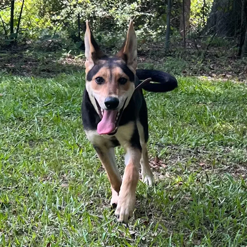 A baby medium-sized female German Shepherd Dog dog named Ruby Red Hope for adoption in Locust Fork, AL