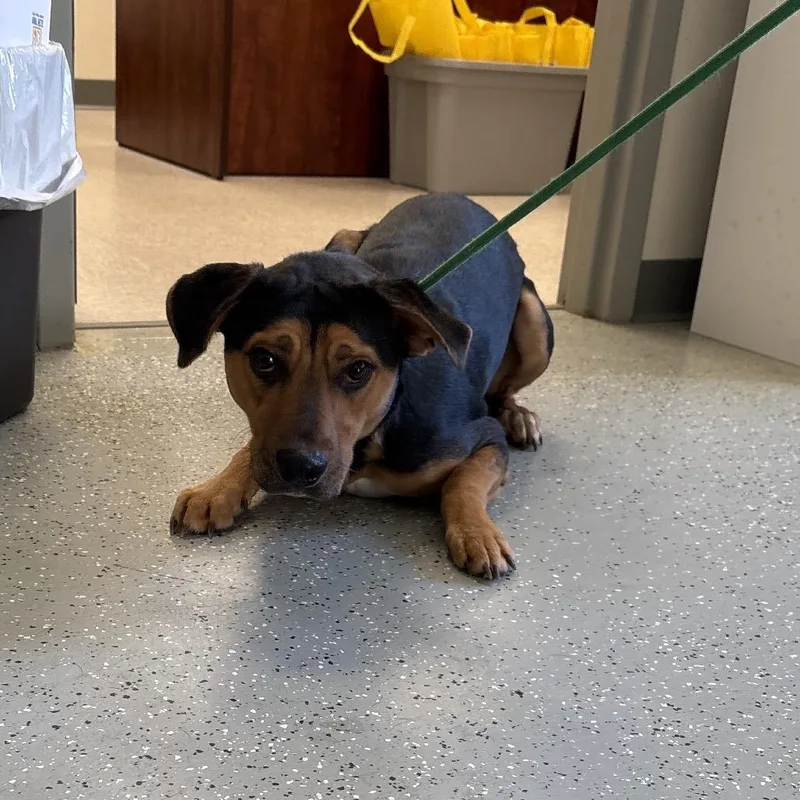 An adult medium-sized male Black Hound dog named Rusty for adoption in Galax, VA