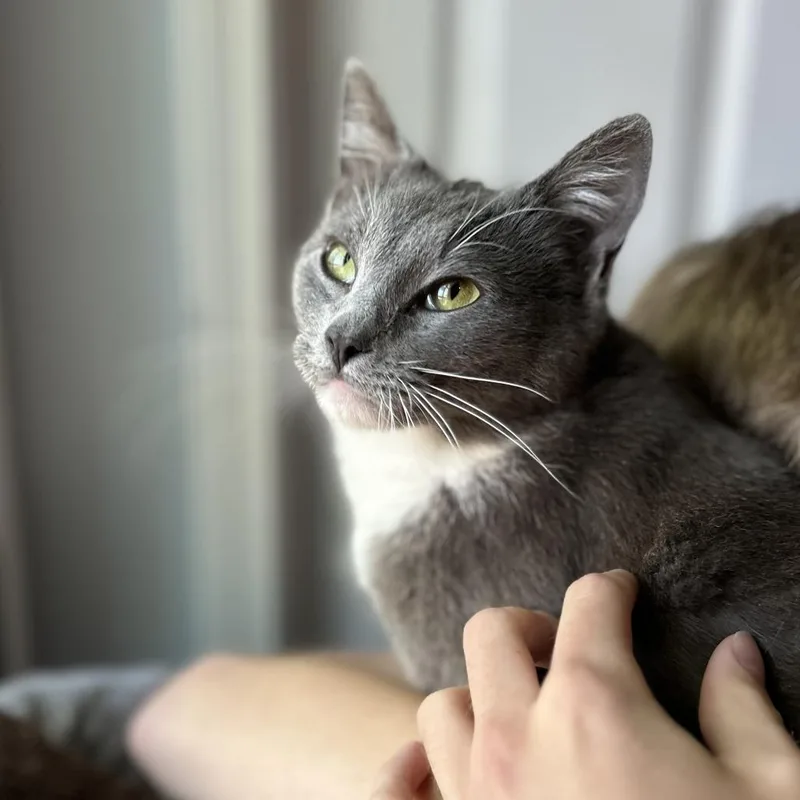 An adult medium-sized female Gray / Blue / Silver Domestic Short Hair cat named Pebble for adoption in Roswell, GA