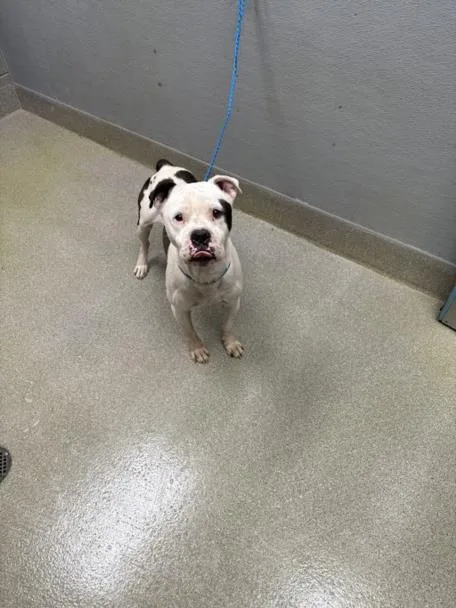 An adult large-sized male Pit Bull Terrier dog named Meatball for adoption in Las Vegas, NV