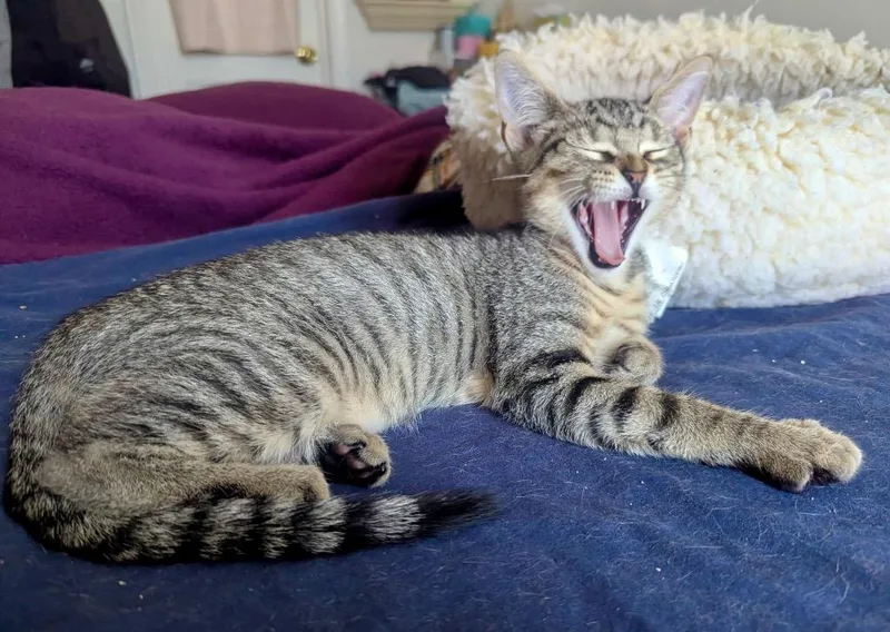 Albert