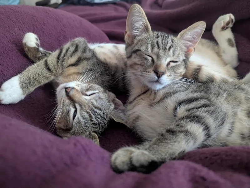 Albert thumbnail 2