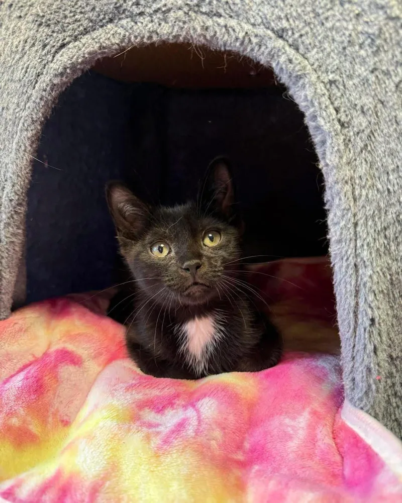 A young small-sized male Black & White / Tuxedo Domestic Short Hair cat named Janellis for adoption in Freeport, NY