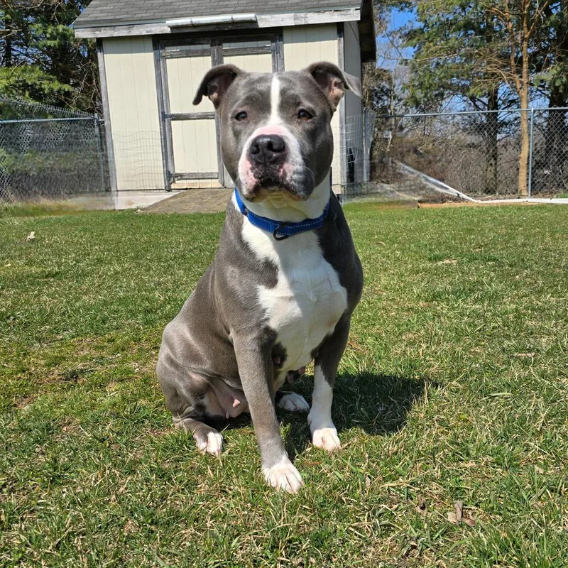 An adult large-sized female Gray / Blue / Silver Mixed Breed dog named Mabel for adoption in Owosso, MI