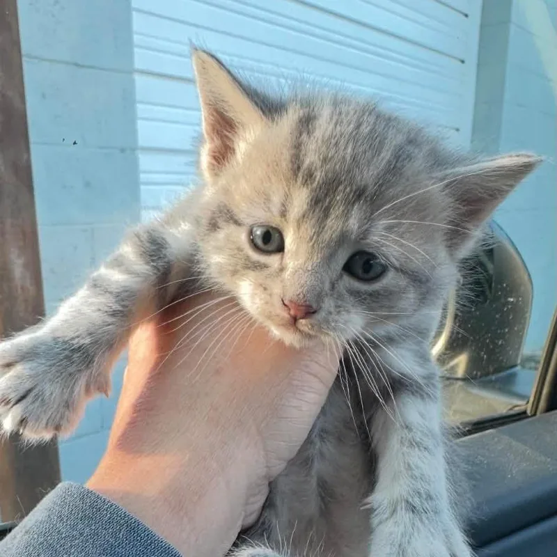 A baby small-sized female Gray / Blue / Silver Domestic Short Hair cat named Ollie for adoption in Troy, IL