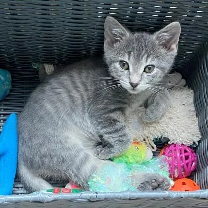 A baby small-sized female Domestic Short Hair cat named Bloom for adoption in Wheaton, IL