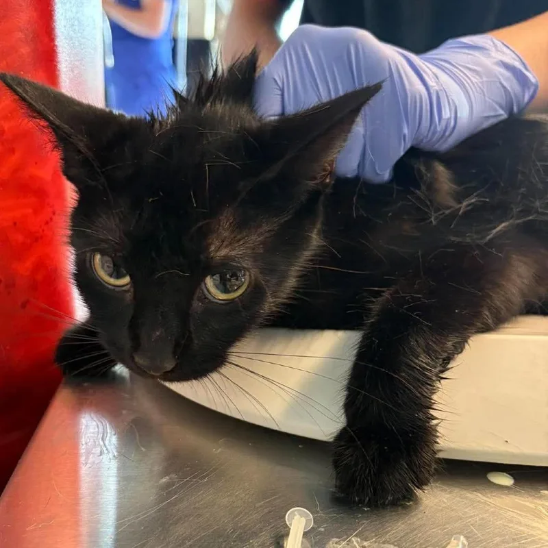 An adult medium-sized female Domestic Short Hair cat named Anastasia for adoption in Huntington, WV