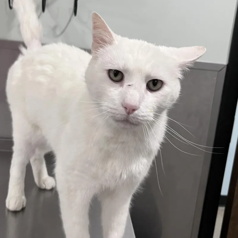 An adult large-sized male White Domestic Short Hair cat named Cotton for adoption in Washburn, MO