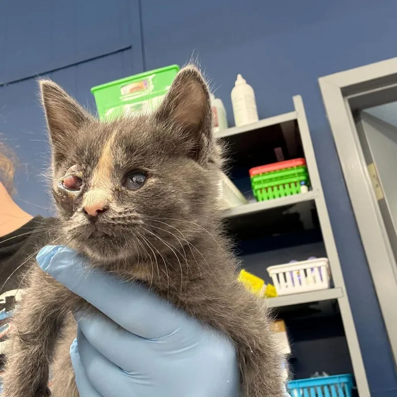 A baby small-sized female Gray / Blue / Silver Domestic Medium Hair cat named Patch for adoption in Oak Hill, WV