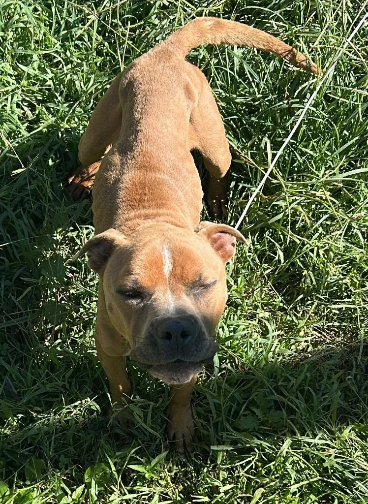 An adult medium-sized male Mixed Breed dog named Raja for adoption in Chickamauga , GA
