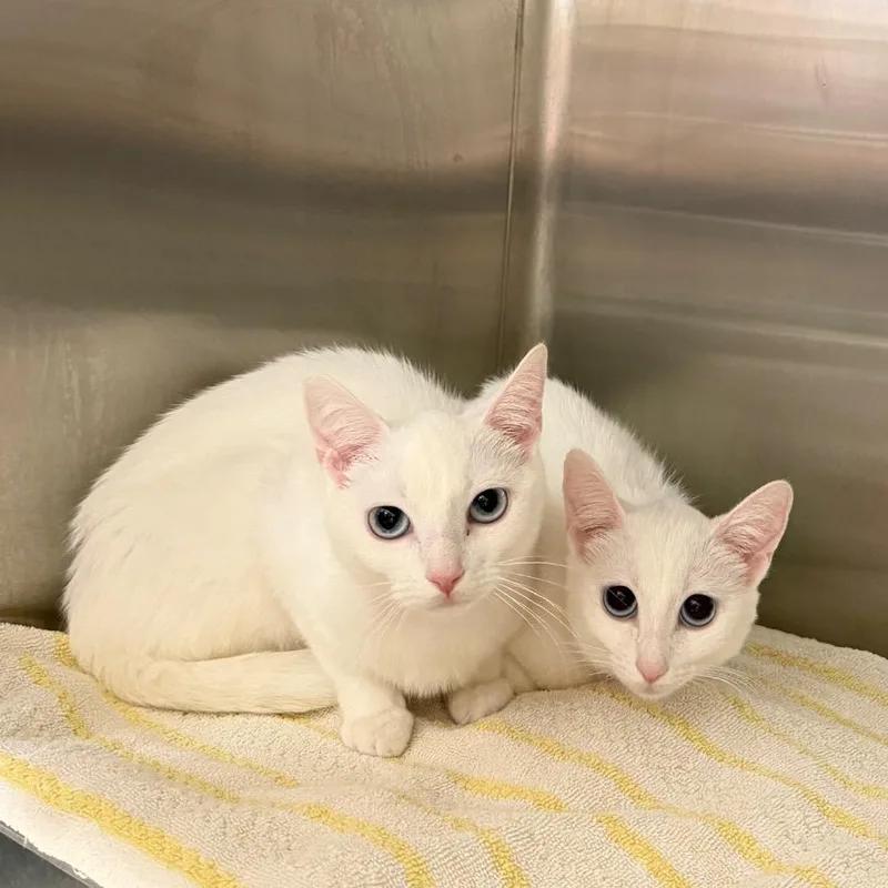 A young small-sized female White Domestic Short Hair cat named Darla for adoption in Hamburg, NY