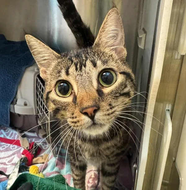 A young medium-sized female Domestic Short Hair cat named Donker for adoption in Oakland, CA
