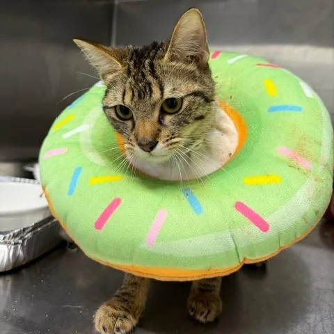 An adult small-sized female Domestic Short Hair cat named Beato for adoption in Cumming, GA