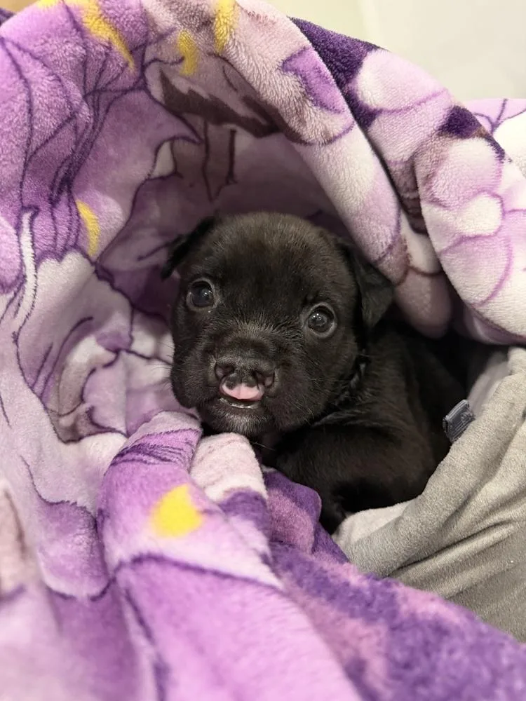 A baby medium-sized female Black Mixed Breed dog named Smitten for adoption in Clinton Township, MI