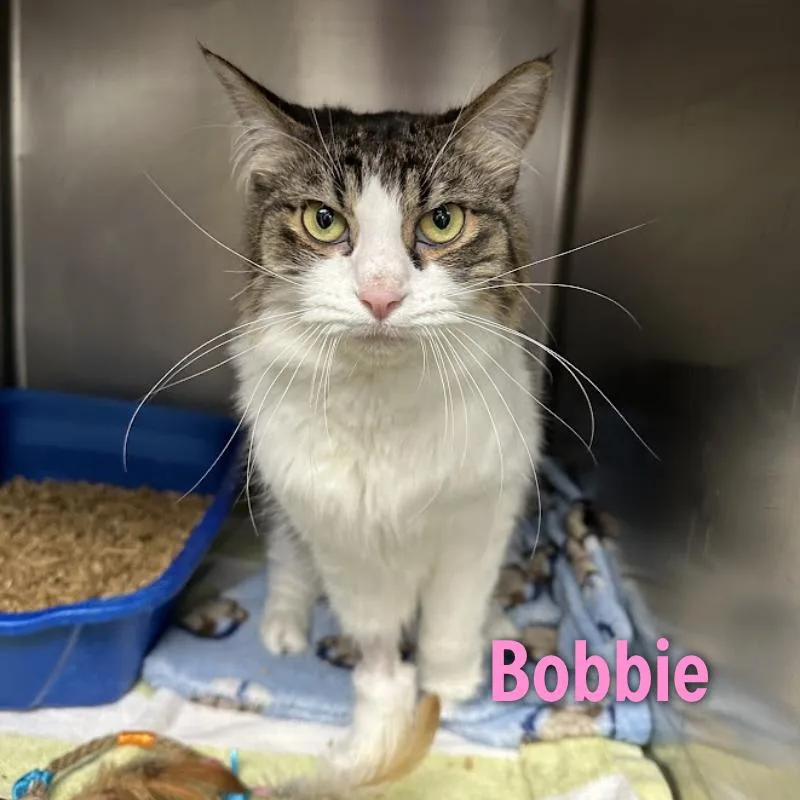 Bobbie