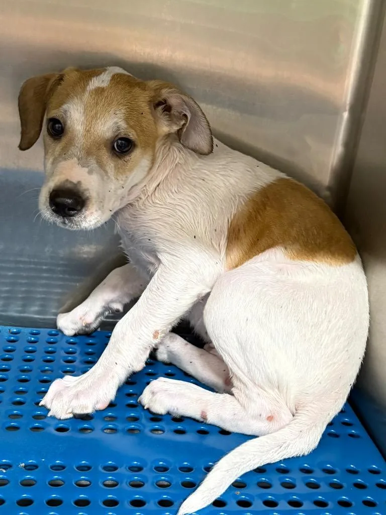 A baby medium-sized male Pit Bull Terrier dog named Sesame for adoption in Nacogdoches, TX