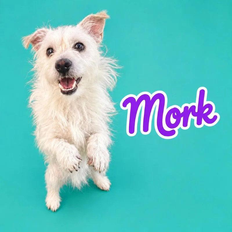 An adult small-sized male White / Cream West Highland White Terrier / Westie dog named Mork for adoption in Scottsdale, AZ