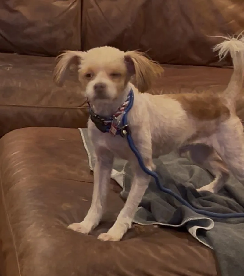 A young small-sized male Maltese dog named Rudy for adoption in San Diego, CA
