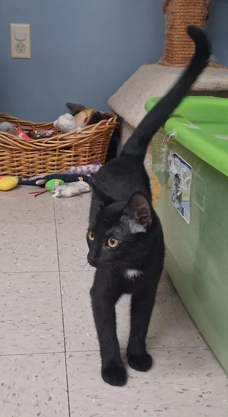 A baby medium-sized female Black Domestic Short Hair cat named Raven for adoption in Onley, VA