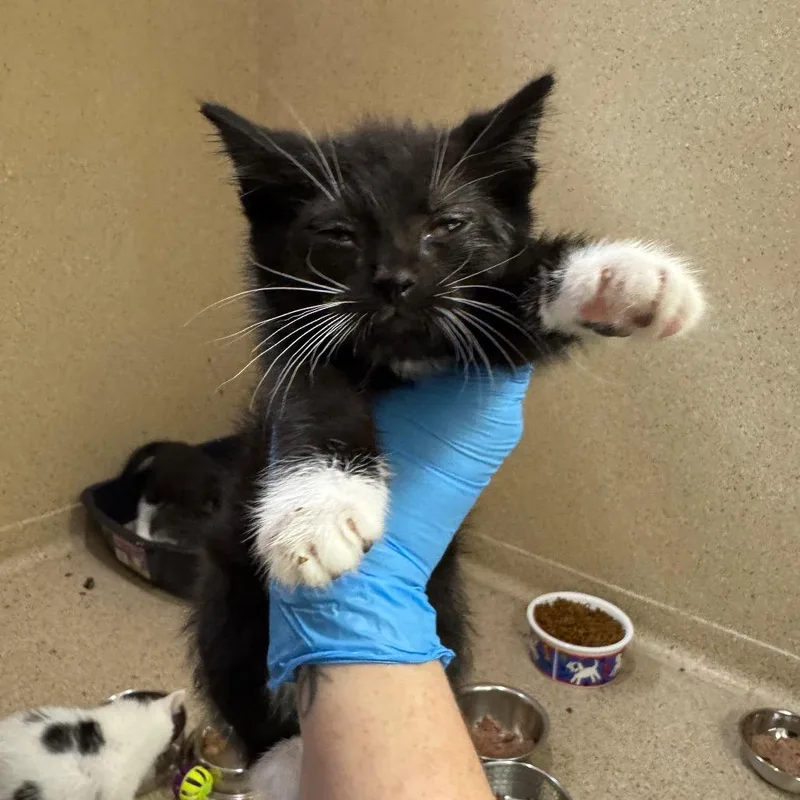A baby small-sized male Black Domestic Short Hair cat named Boog for adoption in Pekin, IL