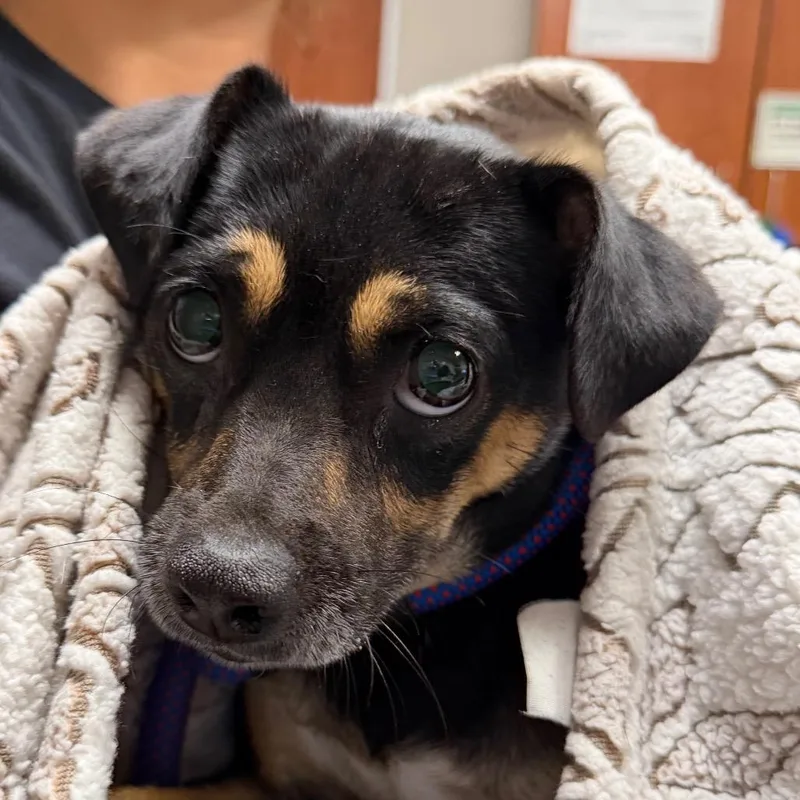 An adult small-sized female Black Schnauzer dog named Tilda for adoption in Yuma, AZ
