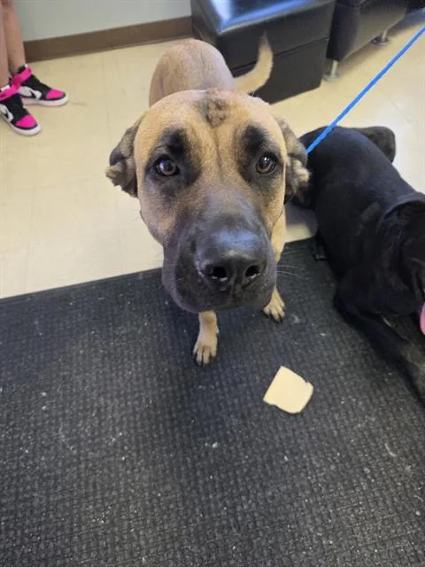 A young large-sized female Labrador Retriever dog named Ocean for adoption in Killeen, TX