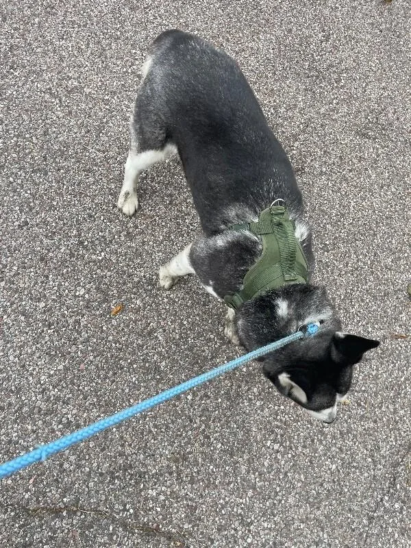 An adult large-sized female Black Mixed Breed dog named Raviolia for adoption in Cincinnati, OH