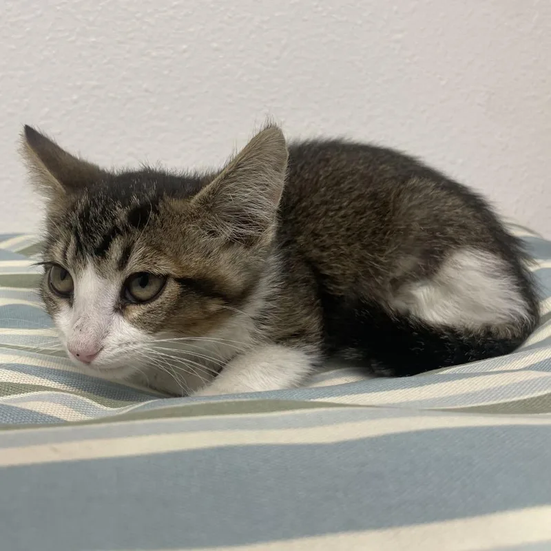 A baby small-sized female Brown / Chocolate Domestic Short Hair cat named Brenda for adoption in Henderson, NV