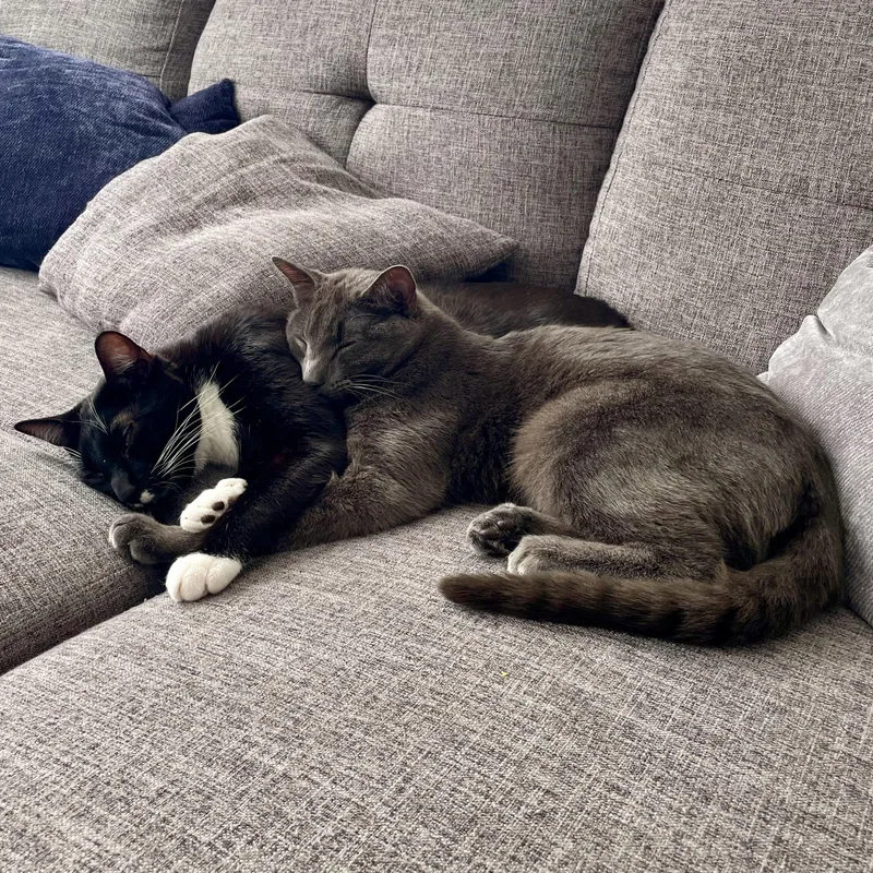 Balanchine thumbnail 2