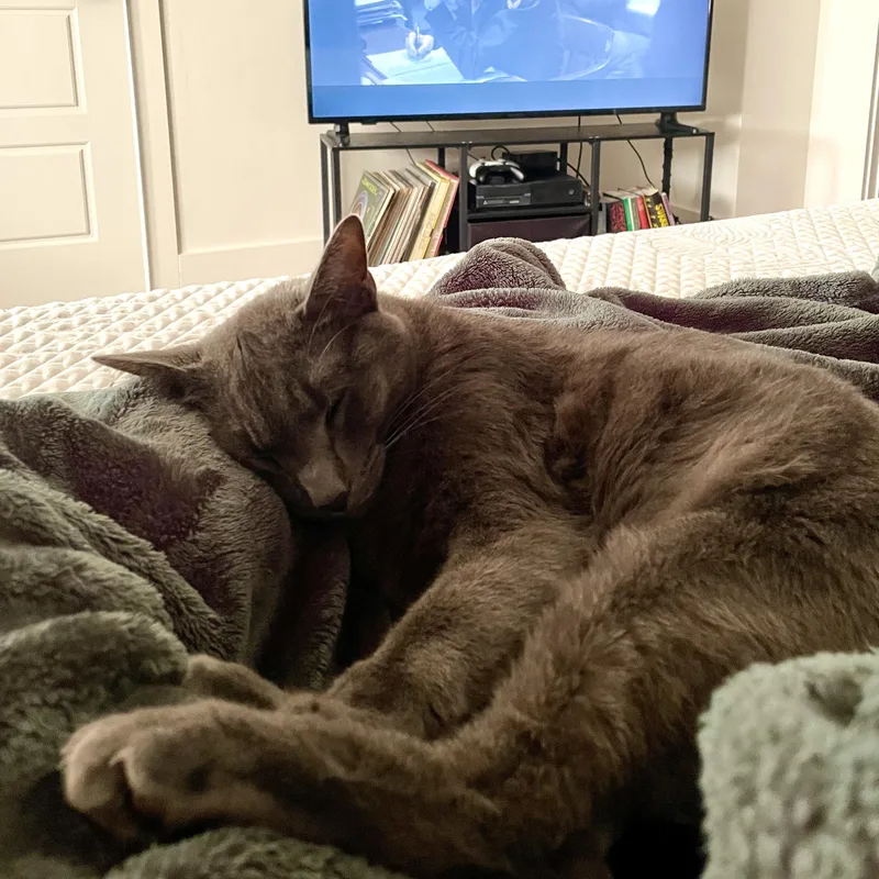 Balanchine thumbnail 3