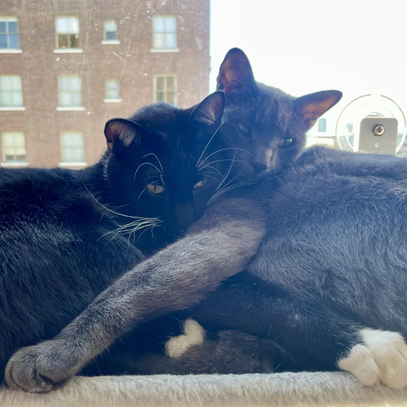 Balanchine thumbnail 4