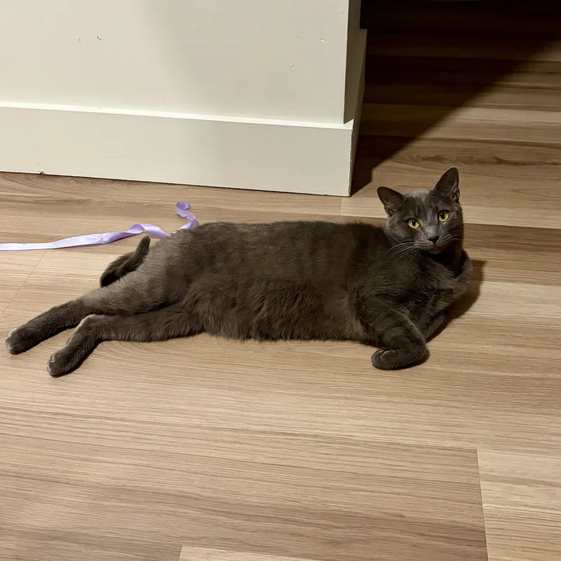 Balanchine thumbnail 5