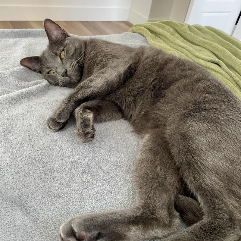 Balanchine thumbnail 6