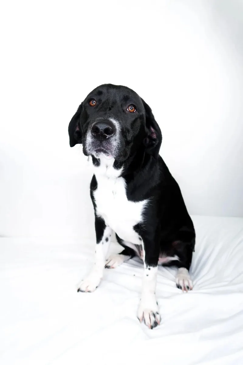 A young medium-sized male Black Labrador Retriever dog named Spark for adoption in Bixby, OK