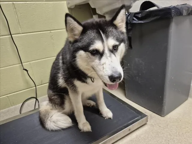 A young medium-sized female Husky dog named Savannah for adoption in Chapel Hill, NC