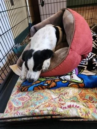 A baby small-sized male Australian Cattle Dog / Blue Heeler dog named Brett Michaels for adoption in Independence, MO
