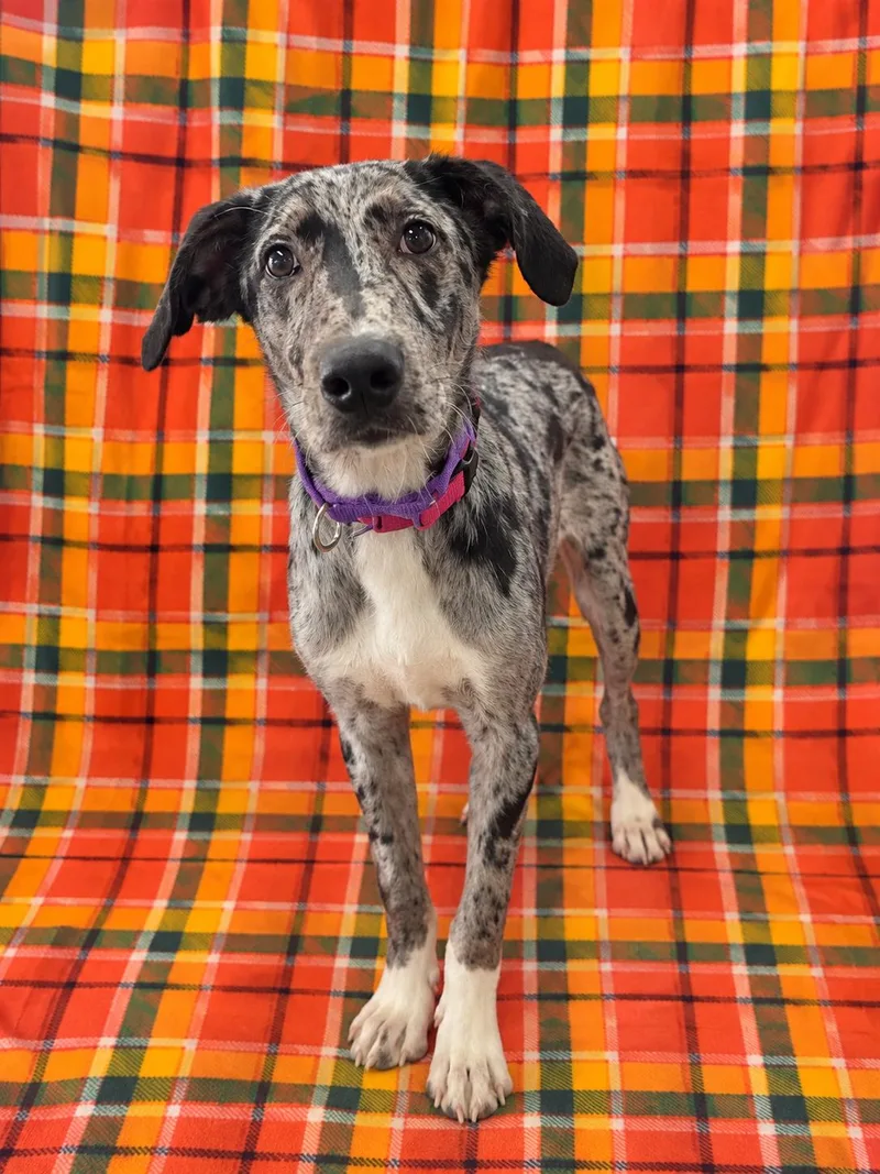 A baby medium-sized female Mixed Breed dog named Aggie for adoption in Chickasha, OK