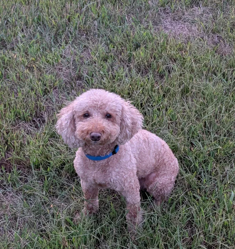 An adult small-sized male Poodle dog named Mason for adoption in Sioux Falls, SD