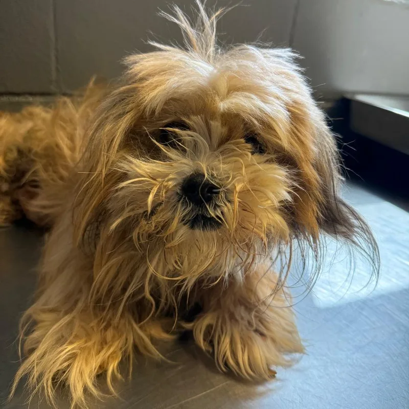 A senior small-sized female White / Cream Shih Tzu dog named Tuscstray for adoption in Tuscaloosa, AL