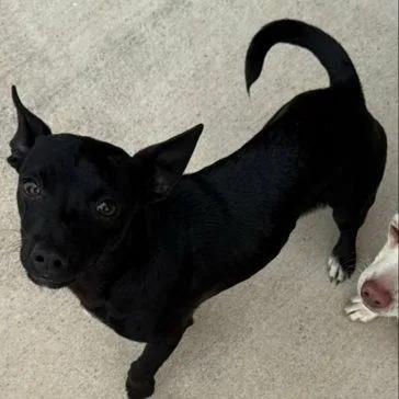A baby small-sized male Chiweenie dog named Goofy for adoption in Justin, TX