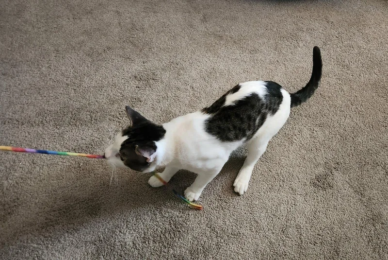 A young medium-sized male Domestic Short Hair cat named Jackson  Big On for adoption in Hillsboro, OR