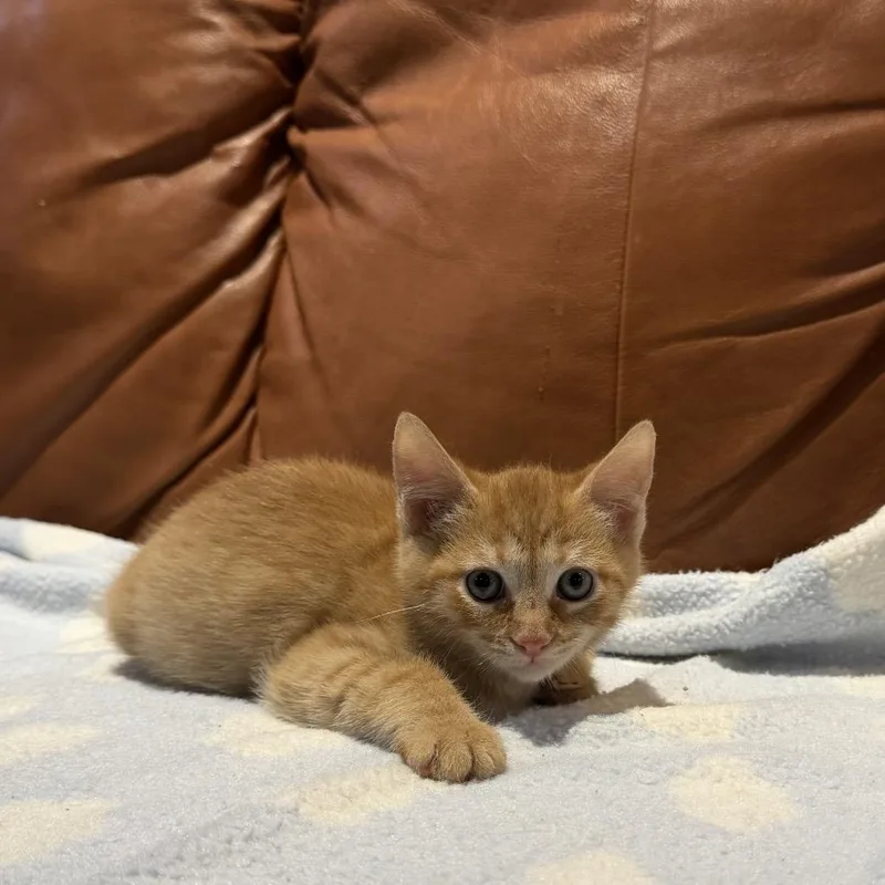 A baby small-sized male Domestic Short Hair cat named Peppy for adoption in Cumming, GA